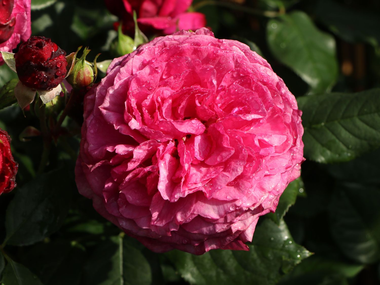 Beetrose 'Kaffe Fassett Rose' ® - Rosa 'Kaffe Fassett' ®