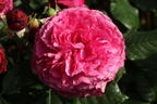 Beetrose 'Kaffe Fassett Rose' ® - Rosa 'Kaffe Fassett' ®