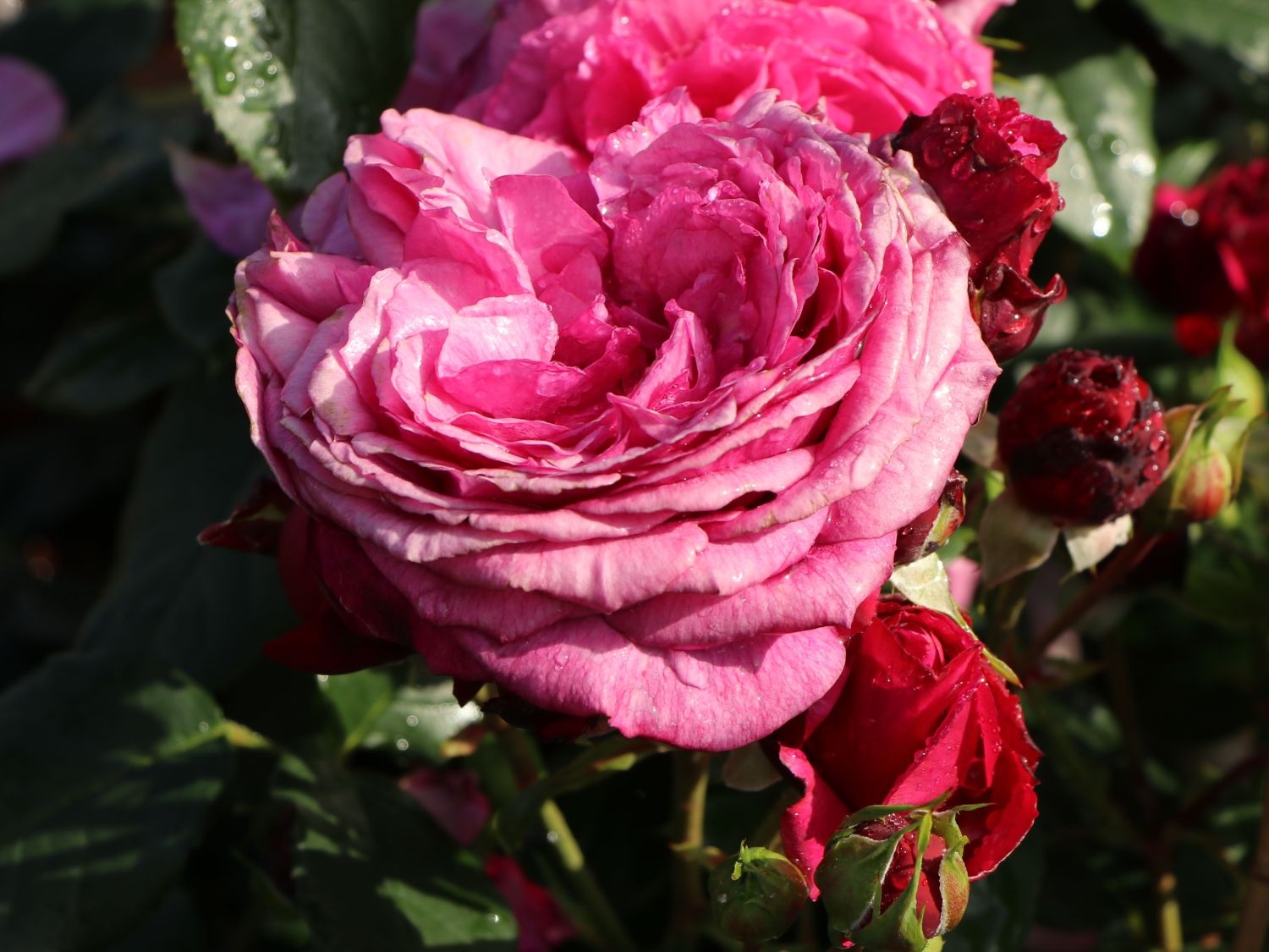 Beetrose 'Kaffe Fassett Rose' ® - Rosa 'Kaffe Fassett' ®