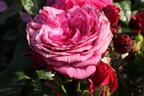 Beetrose 'Kaffe Fassett Rose' ® - Rosa 'Kaffe Fassett' ®