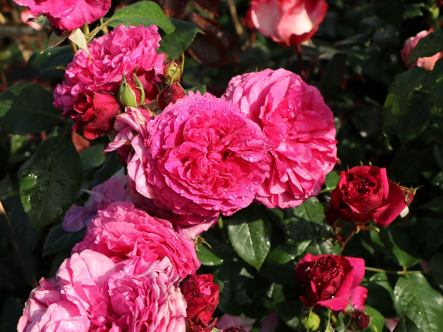Beetrose 'Kaffe Fassett Rose' ® - Rosa 'Kaffe Fassett' ®