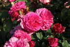 Beetrose 'Kaffe Fassett Rose' ® - Rosa 'Kaffe Fassett' ®