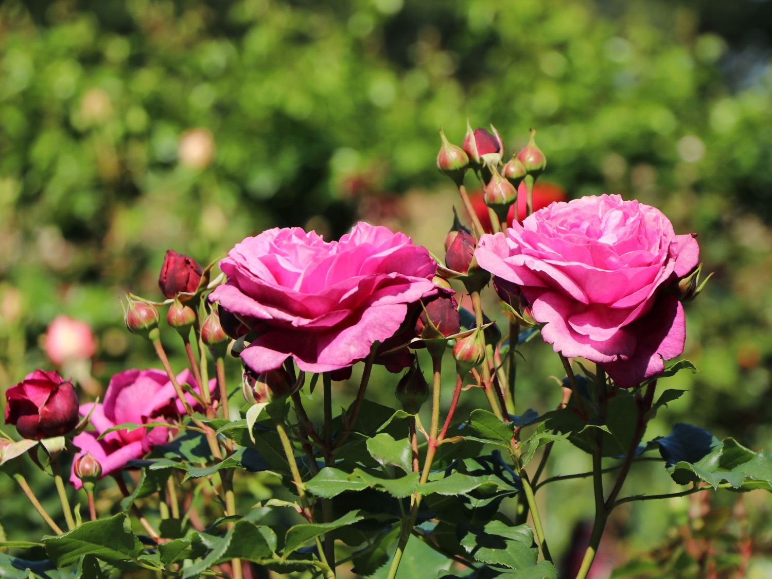 Beetrose 'Kaffe Fassett Rose' ® - Rosa 'Kaffe Fassett' ®