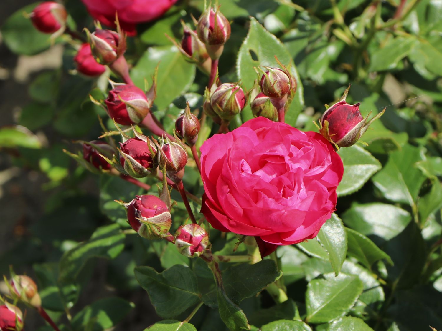 Beetrose 'King George' - Rosa 'King George'