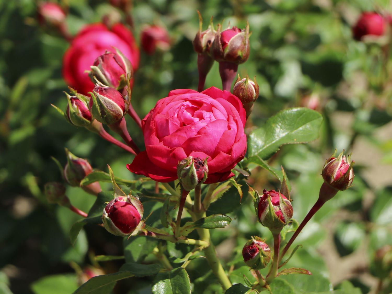 Beetrose 'King George' - Rosa 'King George'