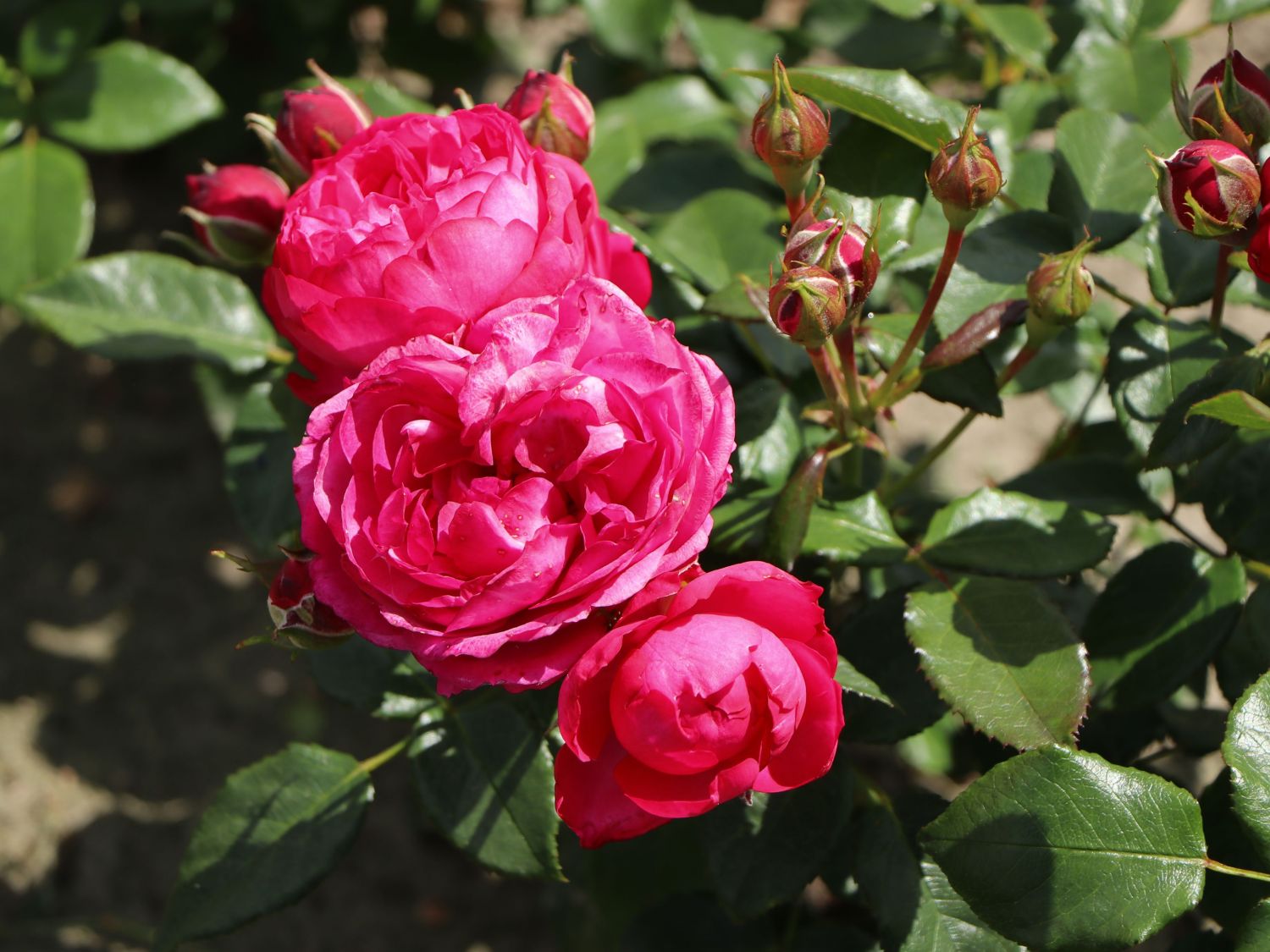 Beetrose 'King George' - Rosa 'King George'
