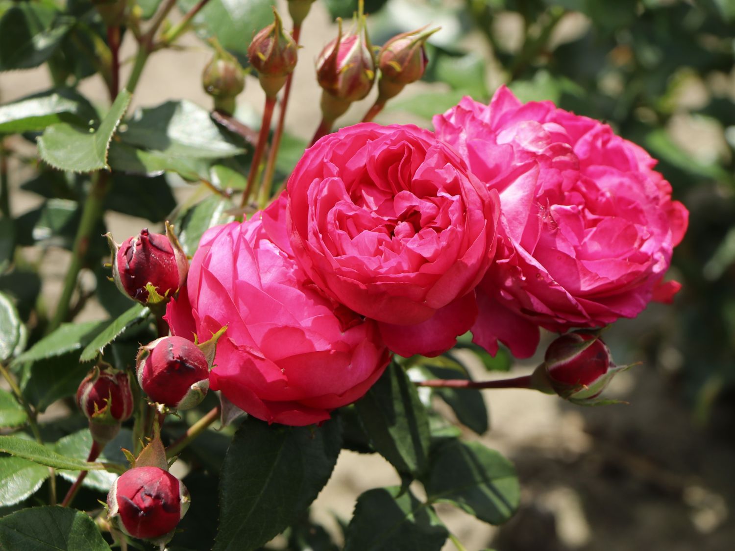 Beetrose 'King George' - Rosa 'King George'