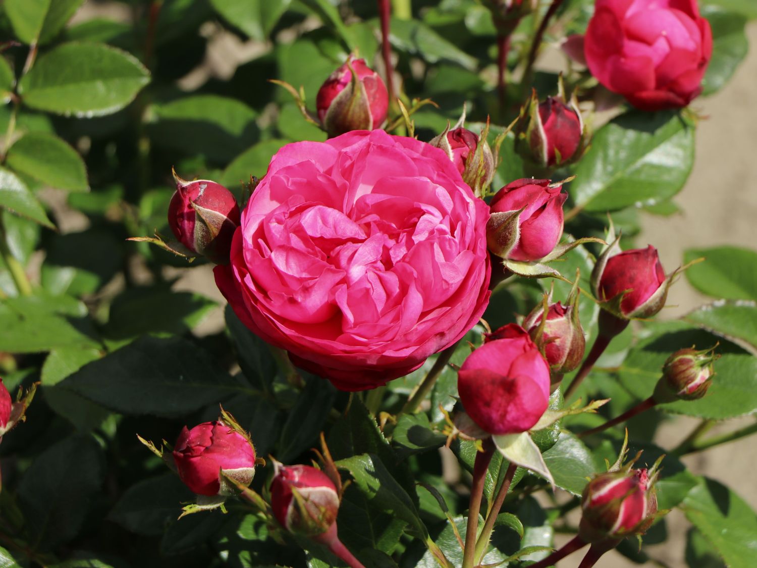 Beetrose 'King George' - Rosa 'King George'