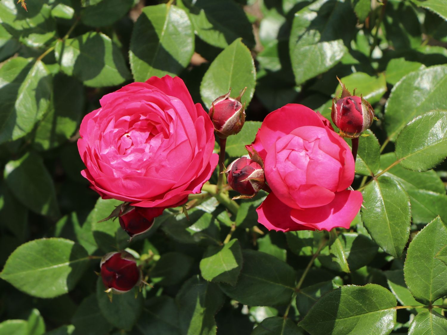 Beetrose 'King George' - Rosa 'King George'