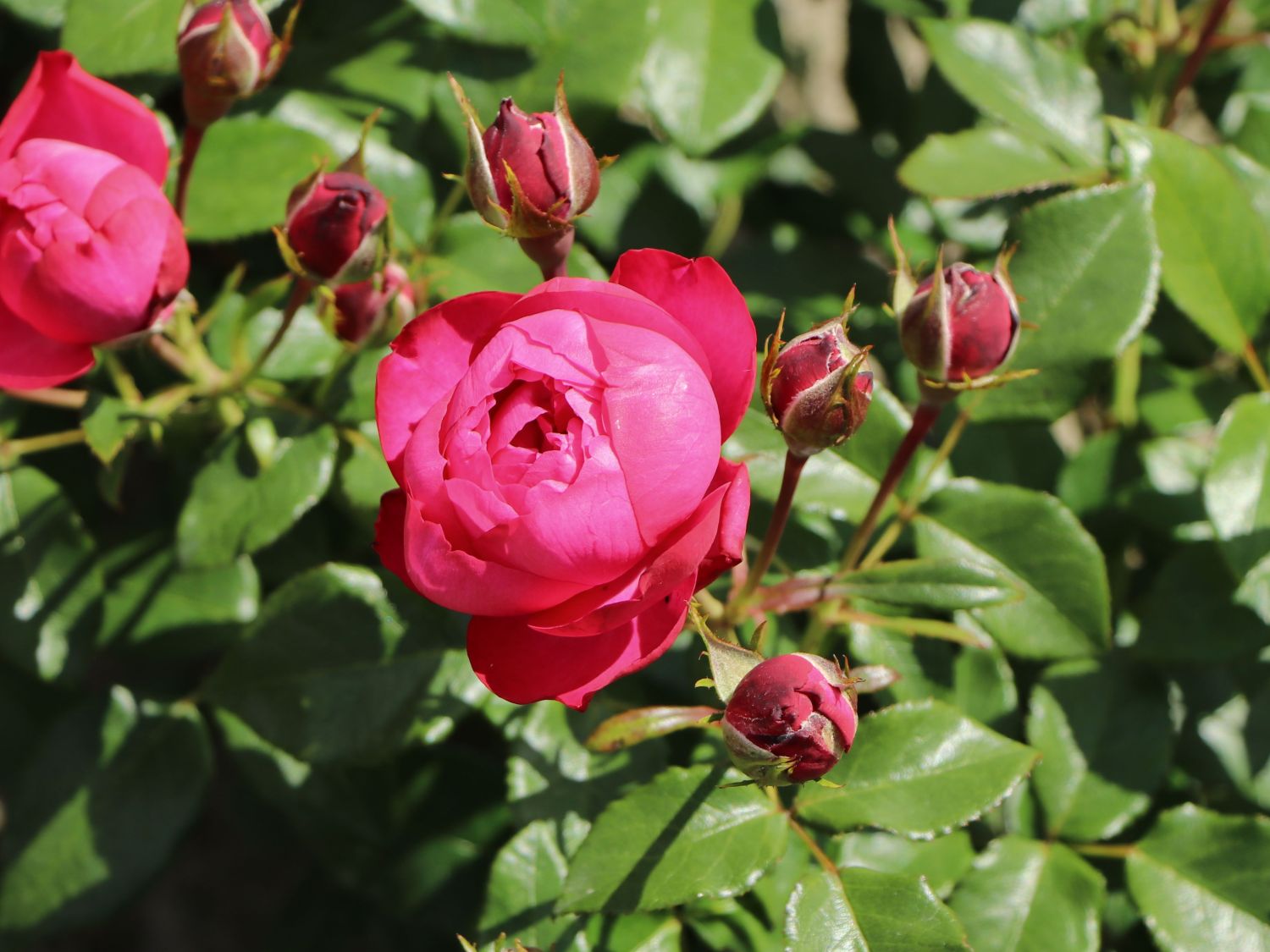 Beetrose 'King George' - Rosa 'King George'