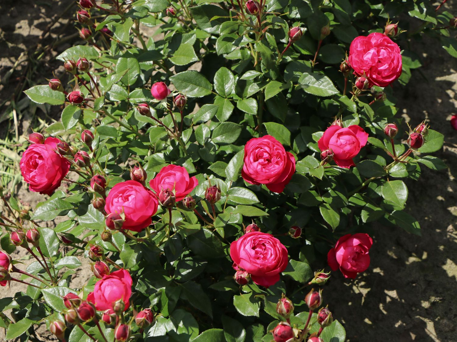 Beetrose 'King George' - Rosa 'King George'