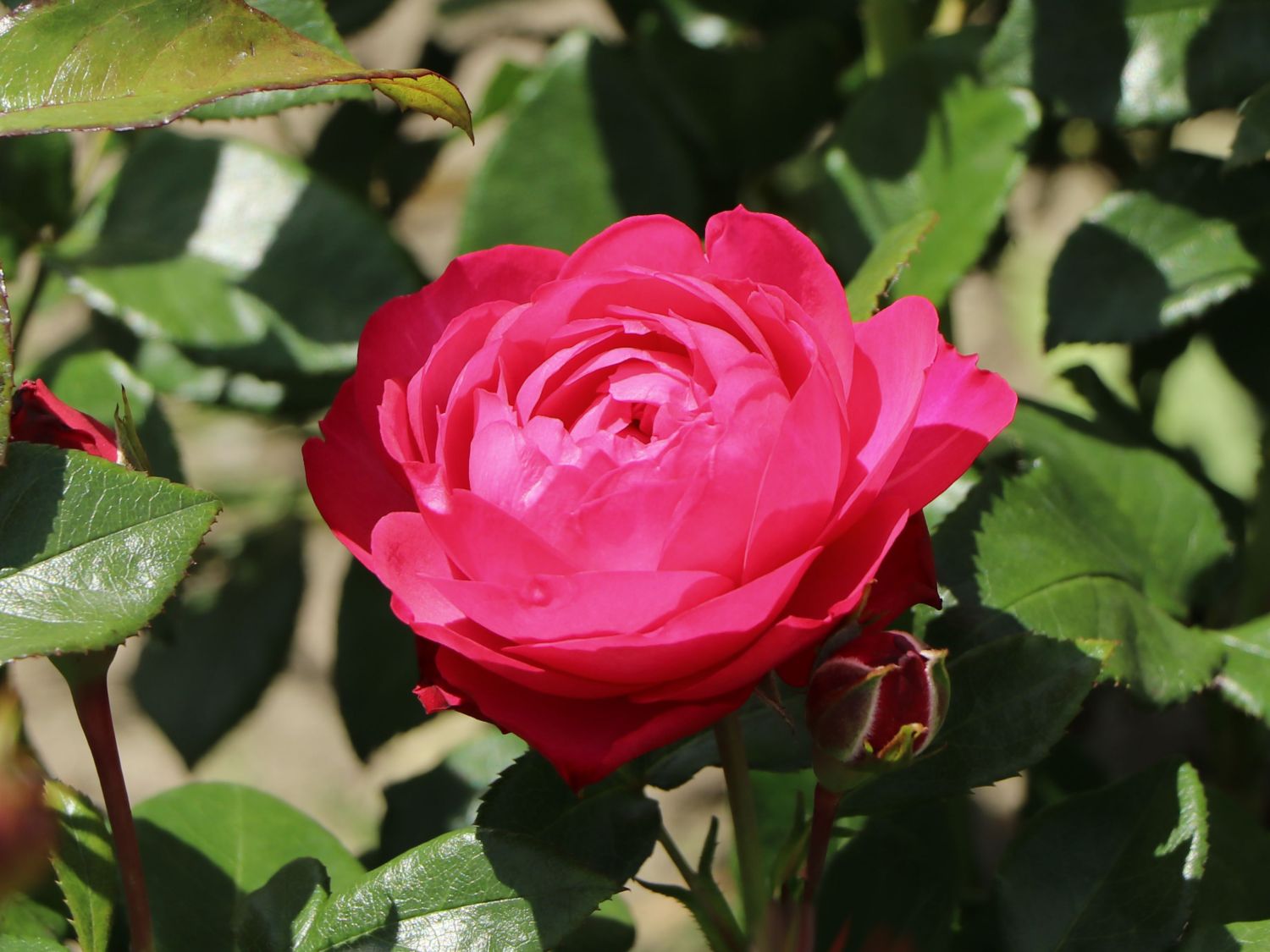 Beetrose 'King George' - Rosa 'King George'