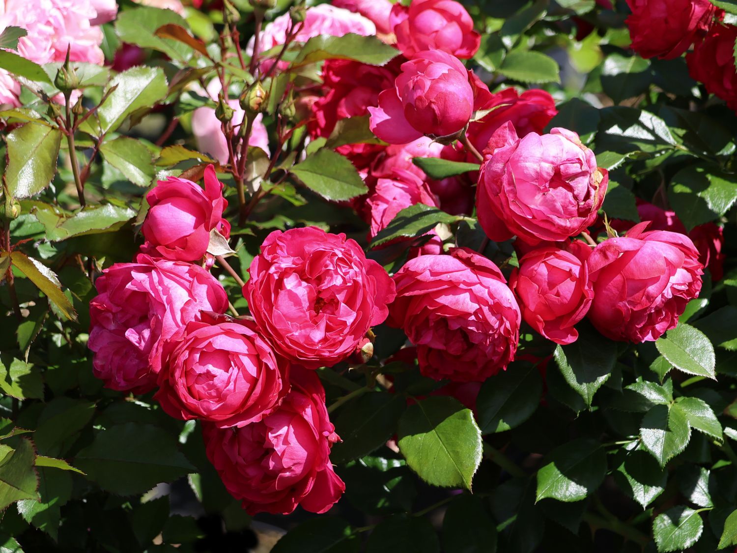 Beetrose 'King George' - Rosa 'King George'