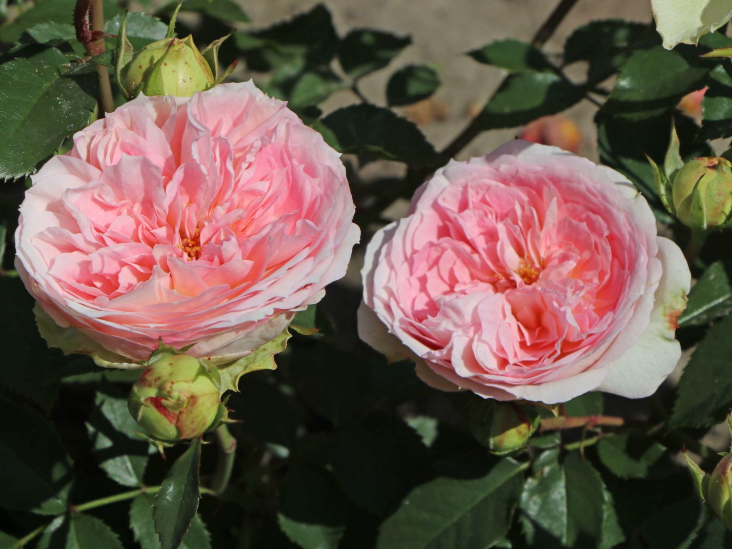 Beetrose 'KURFÜRSTIN SOPHIE' ®