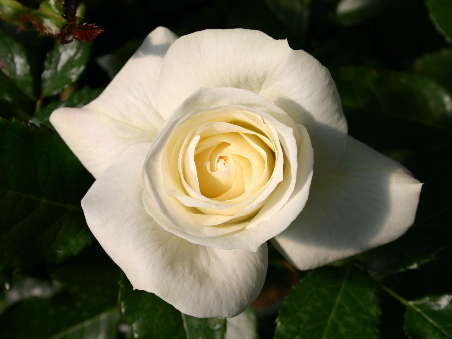 Beetrose 'La Paloma 85'