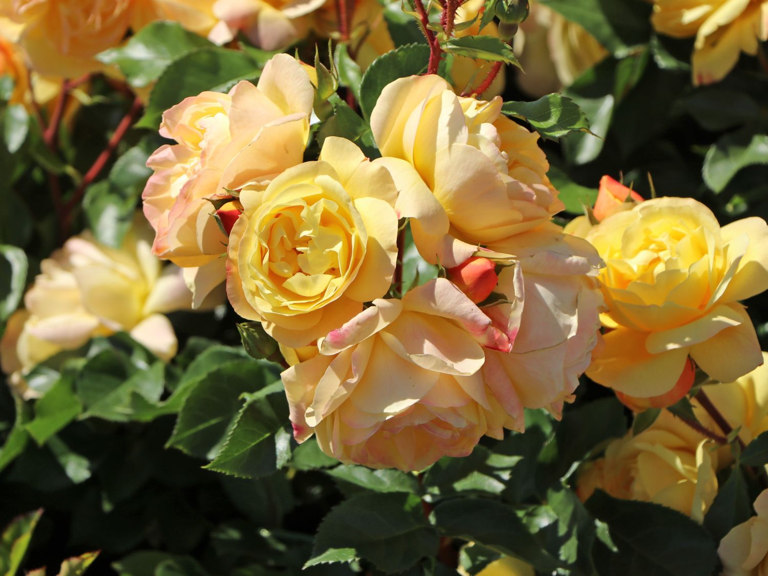 Beetrose 'Lampion' ® - Rosa 'Lampion' ®