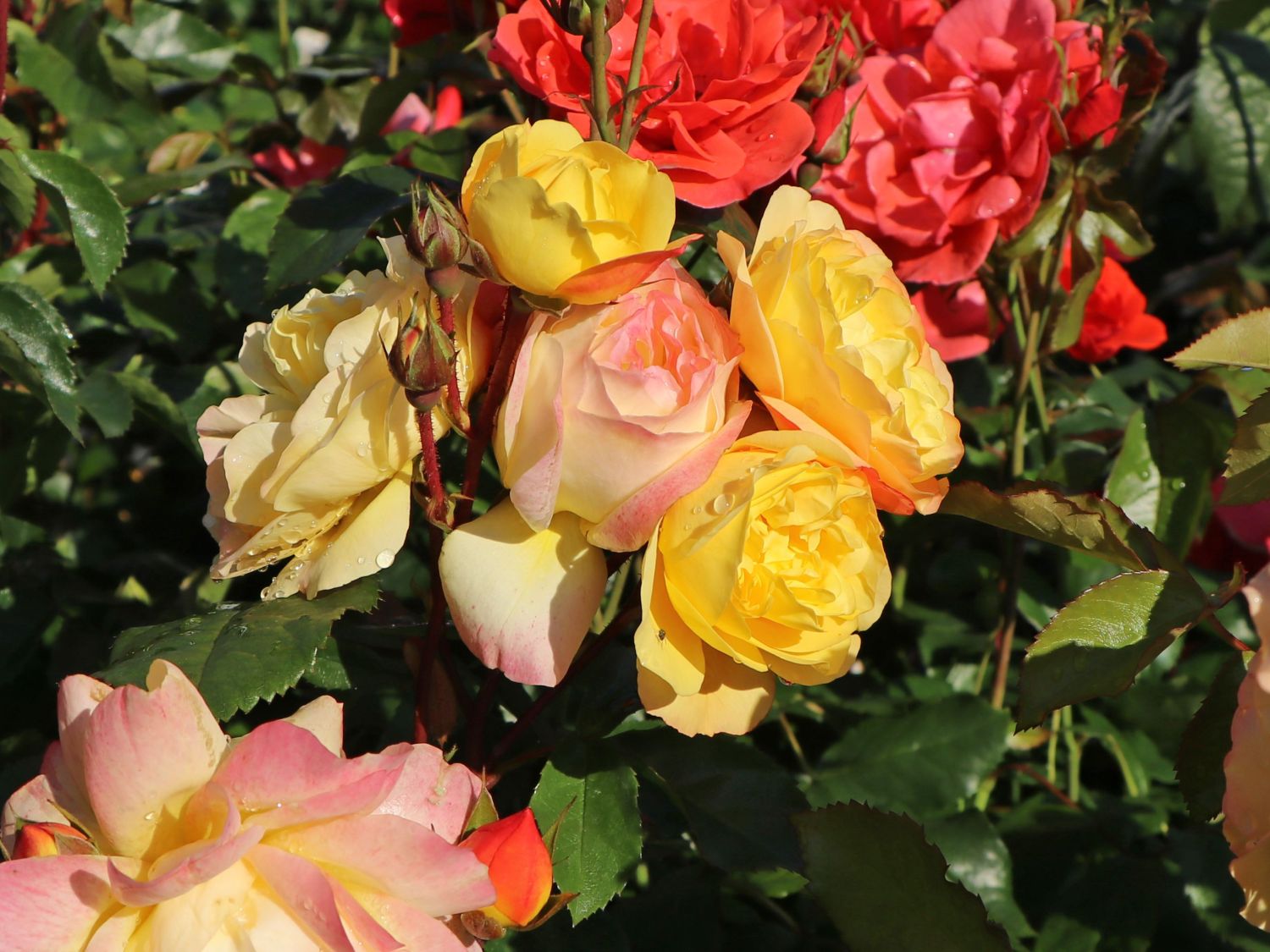 Beetrose 'Lampion' ® - Rosa 'Lampion' ®