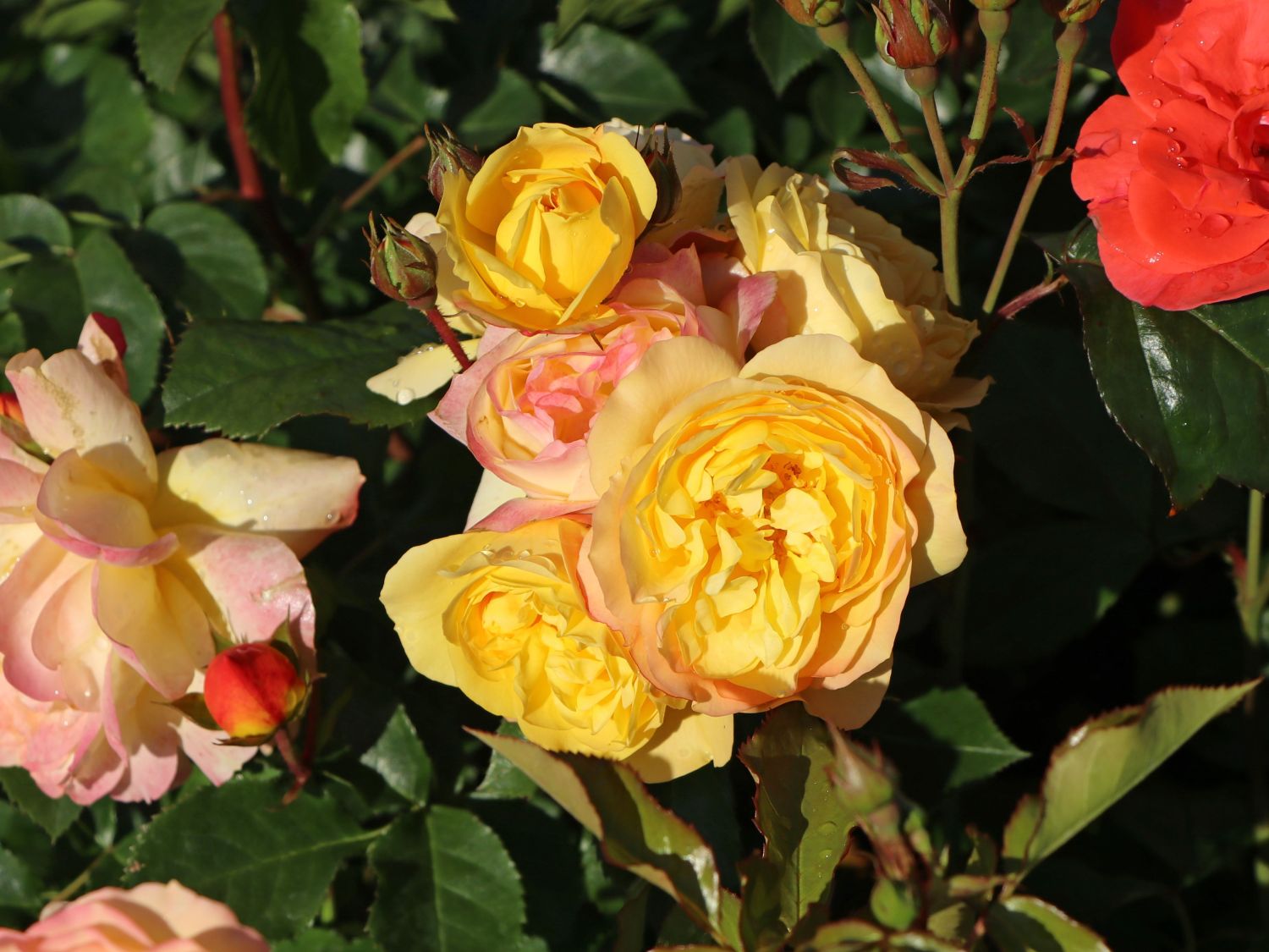 Beetrose 'Lampion' ® - Rosa 'Lampion' ®