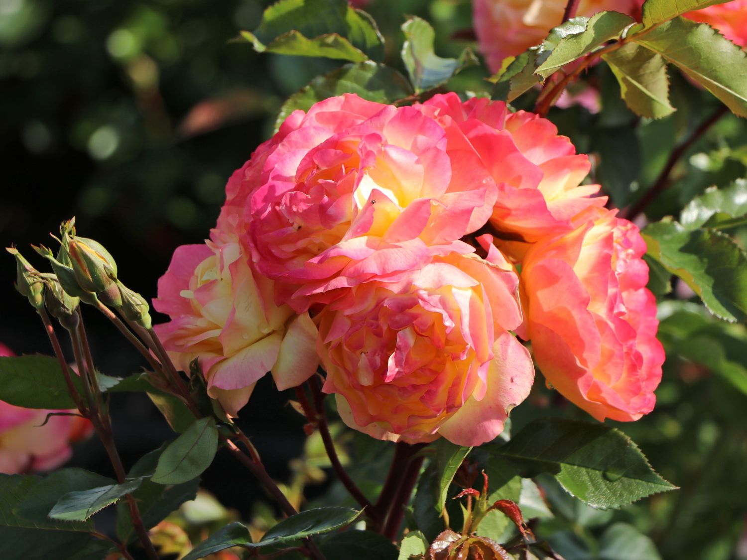 Beetrose 'Lampion' ® - Rosa 'Lampion' ®