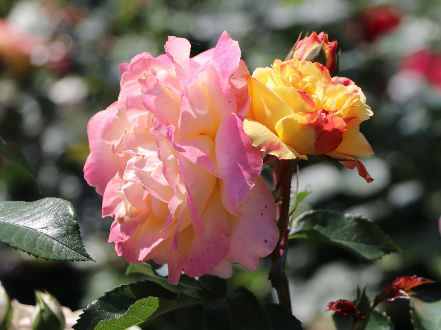 Beetrose 'Lampion' ® - Rosa 'Lampion' ®