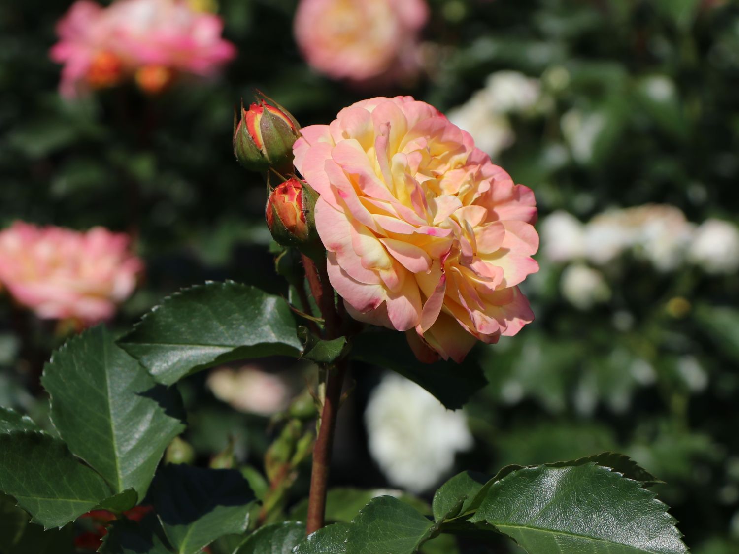 Beetrose 'Lampion' ® - Rosa 'Lampion' ®