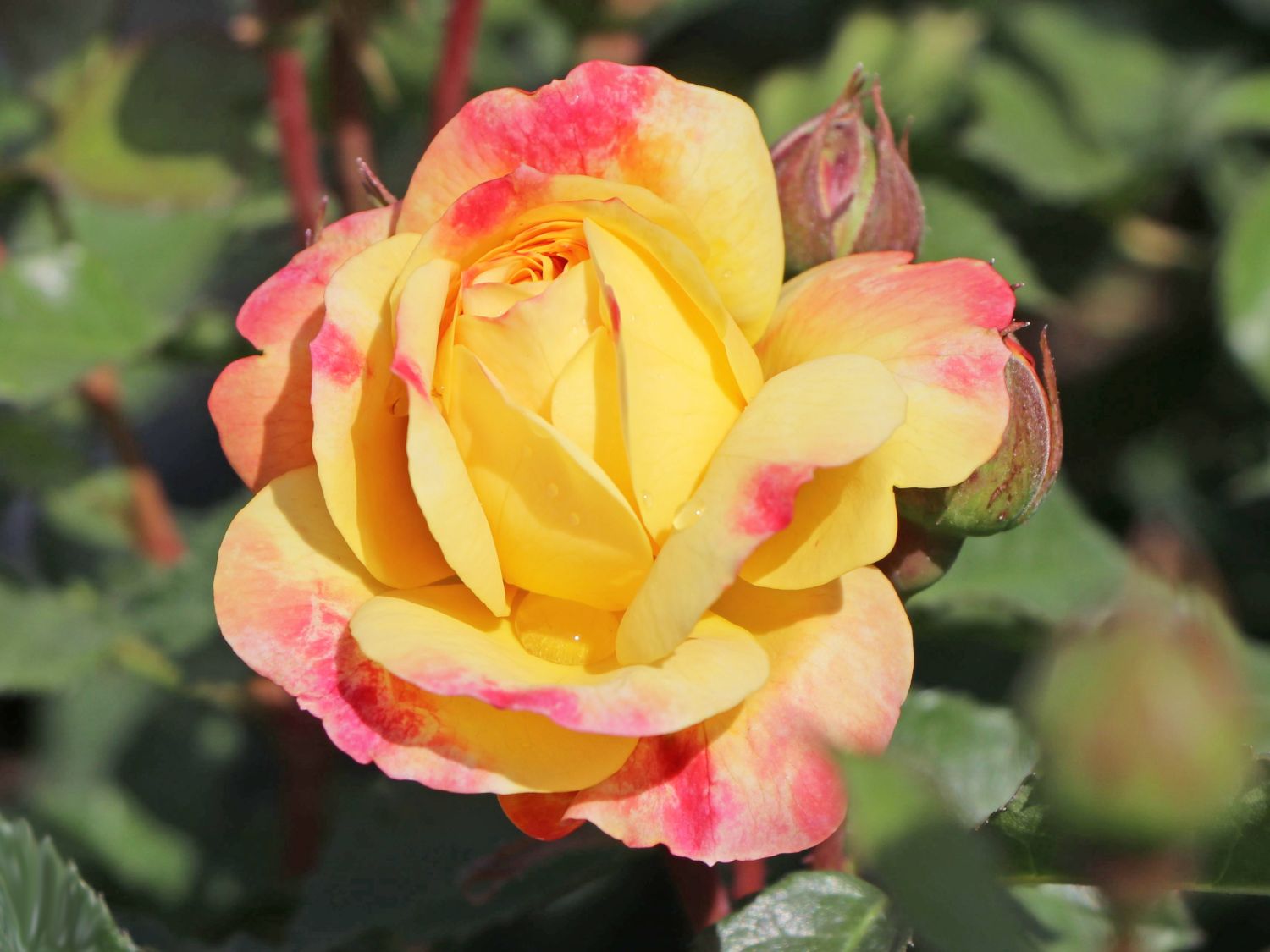 Beetrose 'Lampion' ® - Rosa 'Lampion' ®