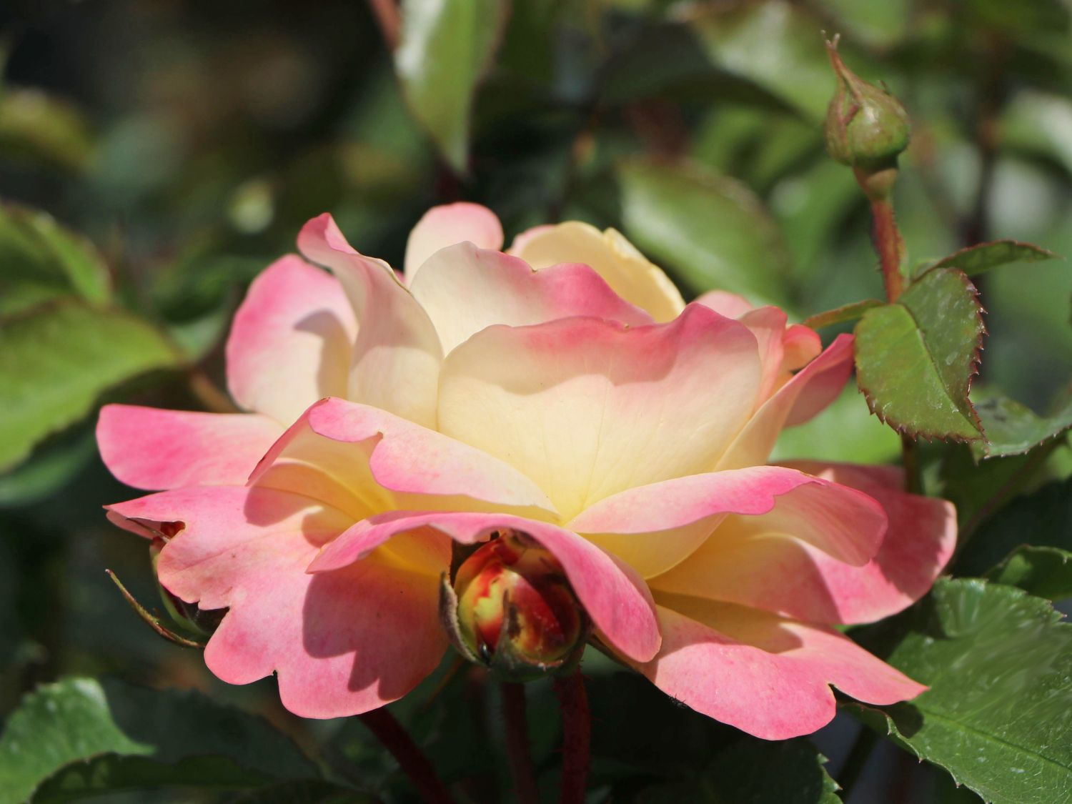 Beetrose 'Lampion' ® - Rosa 'Lampion' ®