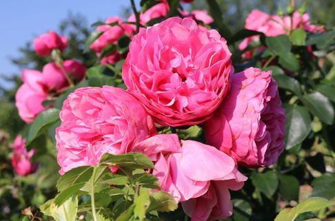 Beetrose 'Leonardo da Vinci' ® - Rosa 'Leonardo da Vinci' ®