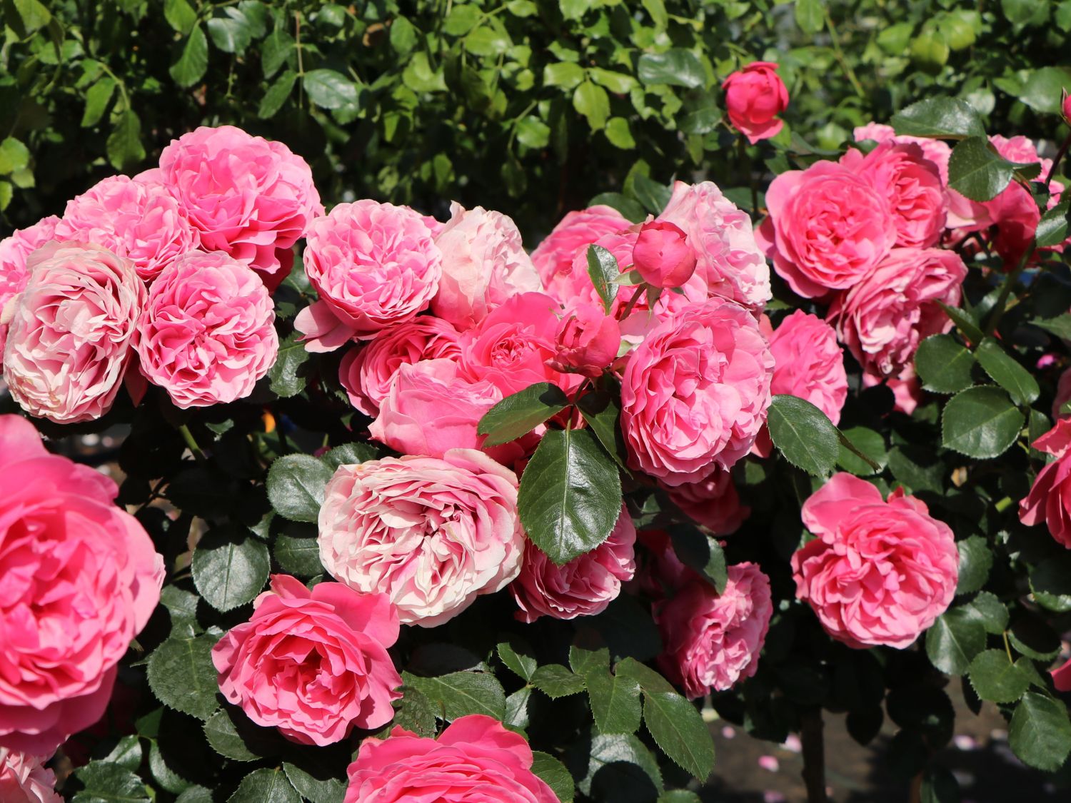 Beetrose 'Leonardo da Vinci' ® - Schönste Rosen & Expertenwissen