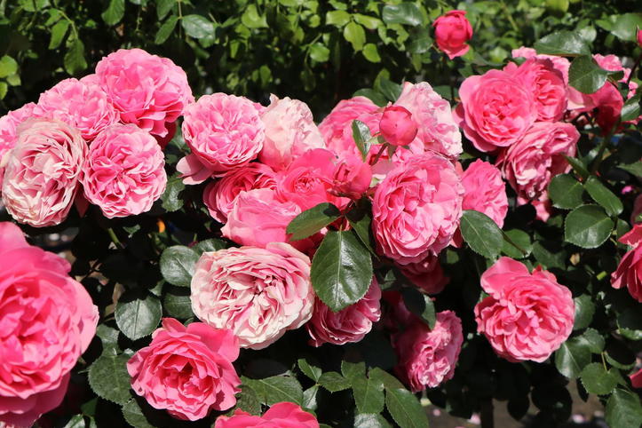 Beetrose 'Leonardo da Vinci' ® - Schönste Rosen & Expertenwissen