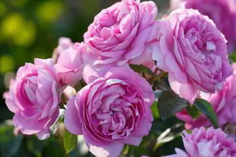 Beetrose 'Lilac Topaz' - Rosa 'Lilac Topaz'