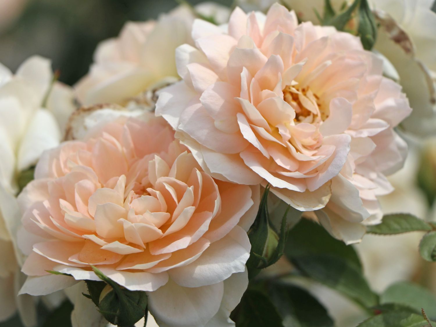 Beetrose 'Lions-Rose'