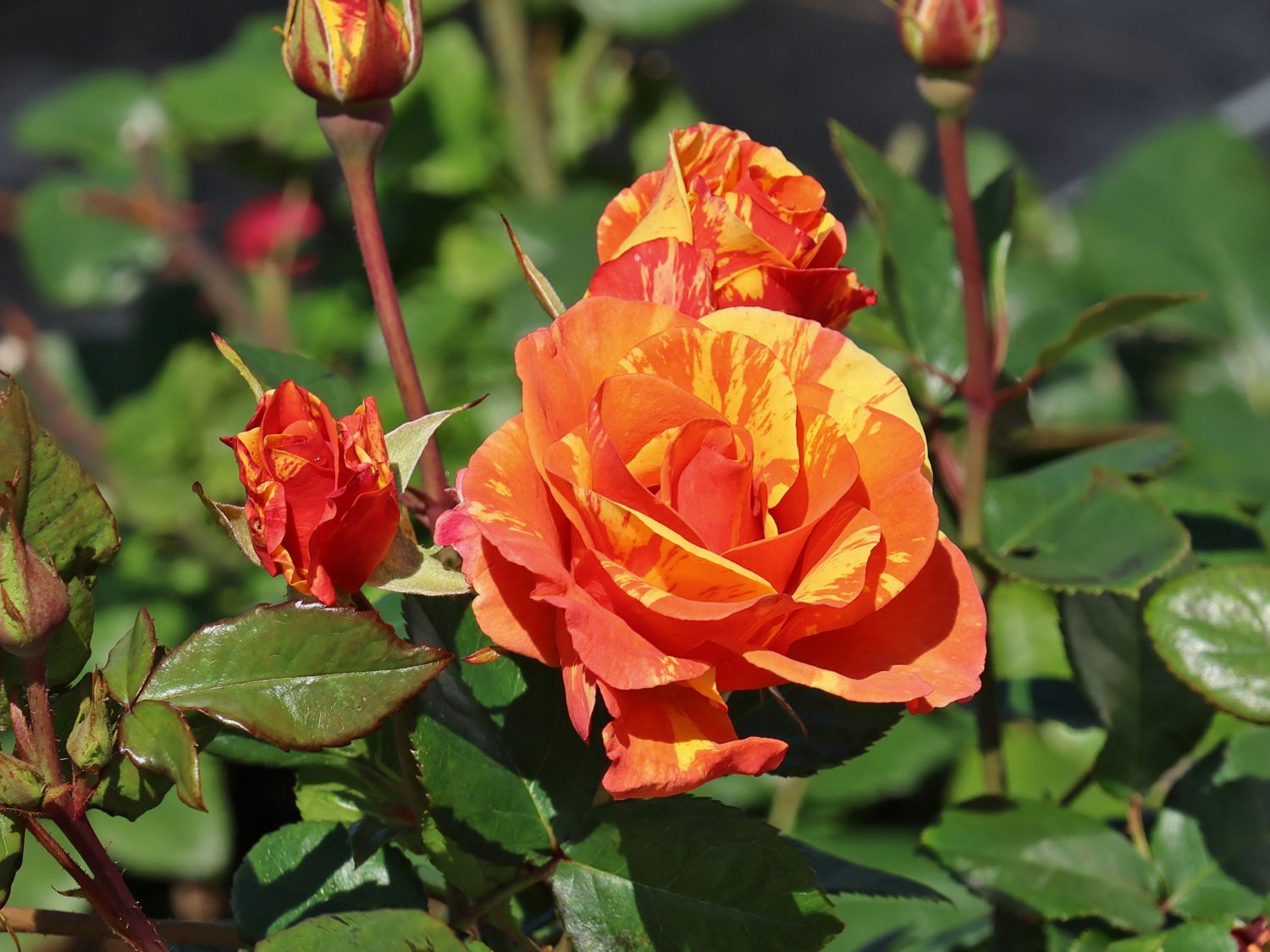 Beetrose 'Lollipop' ®