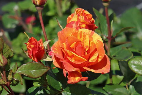 Beetrose 'Lollipop' ® - Rosa 'Lollipop' ®