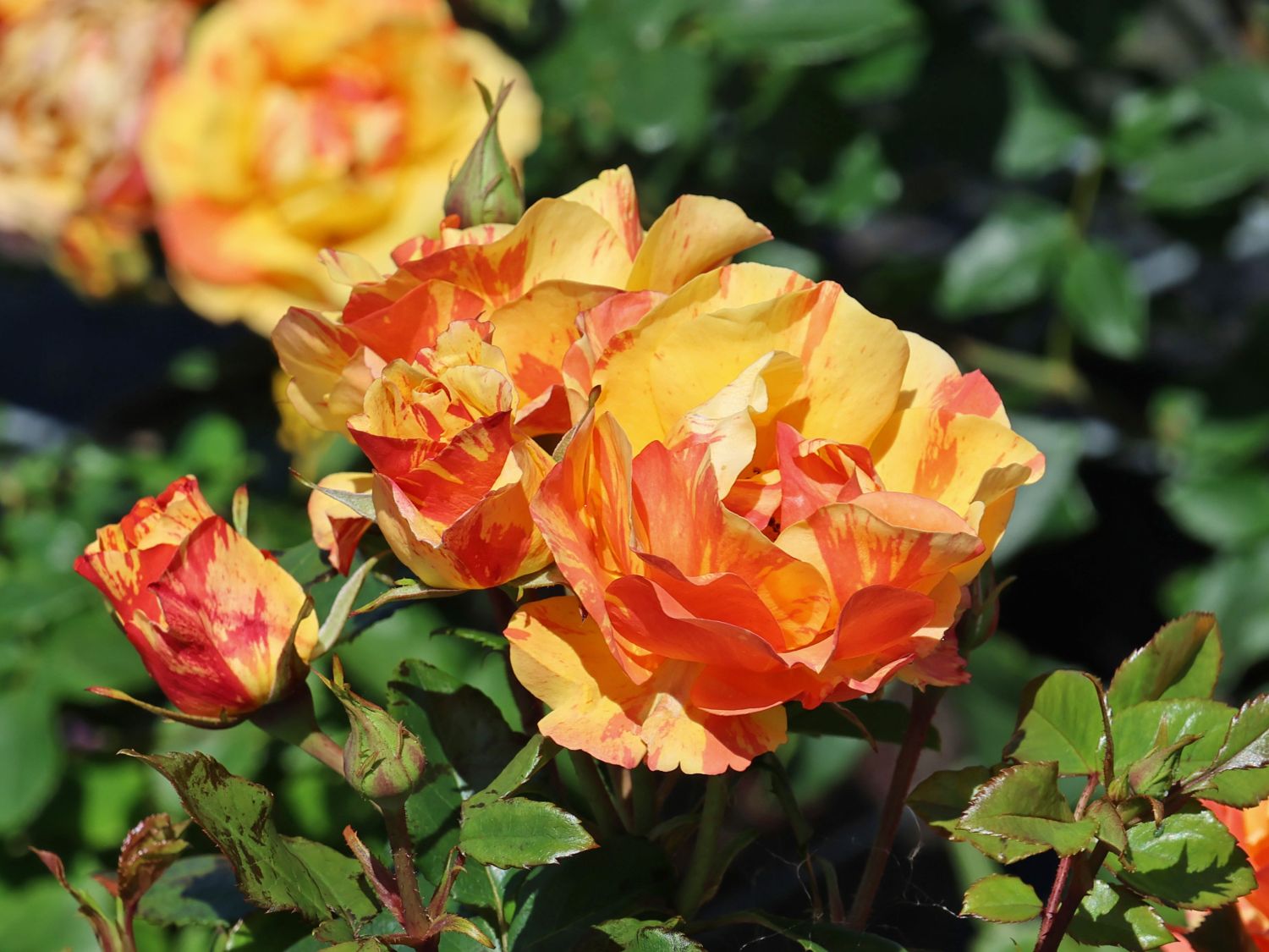 Beetrose 'Lollipop' ® - Rosa 'Lollipop' ®