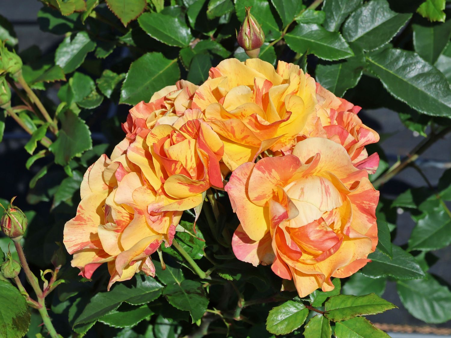 Beetrose 'Lollipop' ® - Rosa 'Lollipop' ®