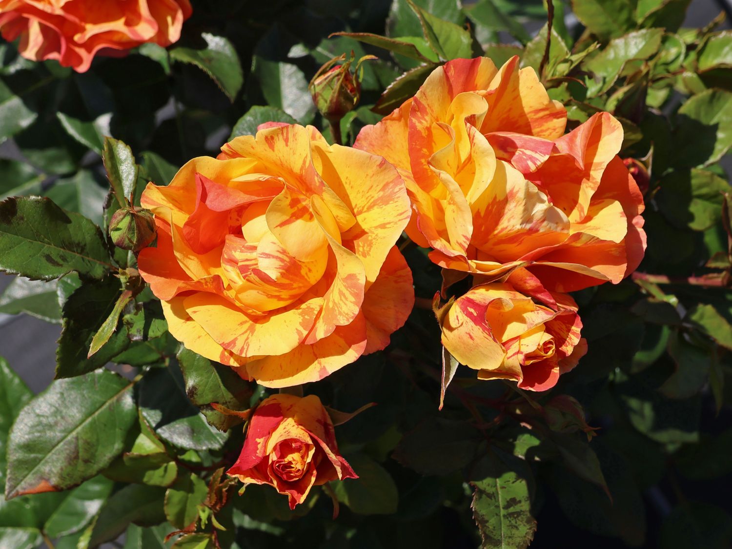 Beetrose 'Lollipop' ® - Rosa 'Lollipop' ®