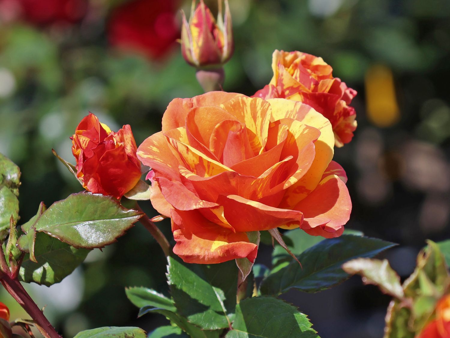 Beetrose 'Lollipop' ® - Rosa 'Lollipop' ®