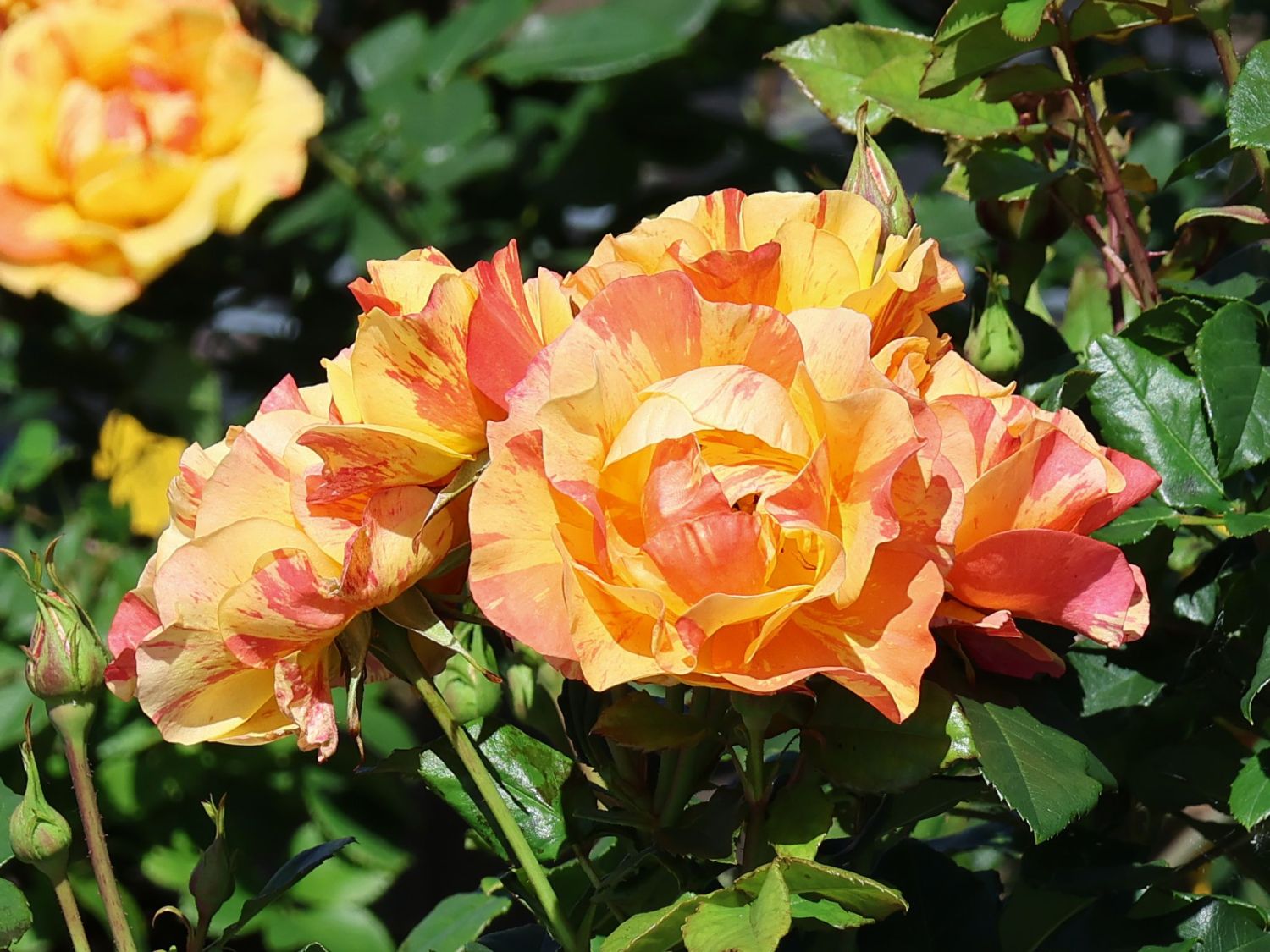 Beetrose 'Lollipop' ® - Rosa 'Lollipop' ®