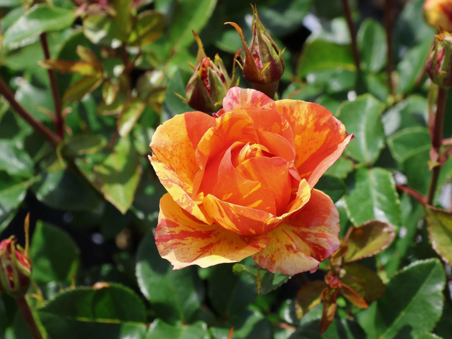 Beetrose 'Lollipop' ® - Rosa 'Lollipop' ®