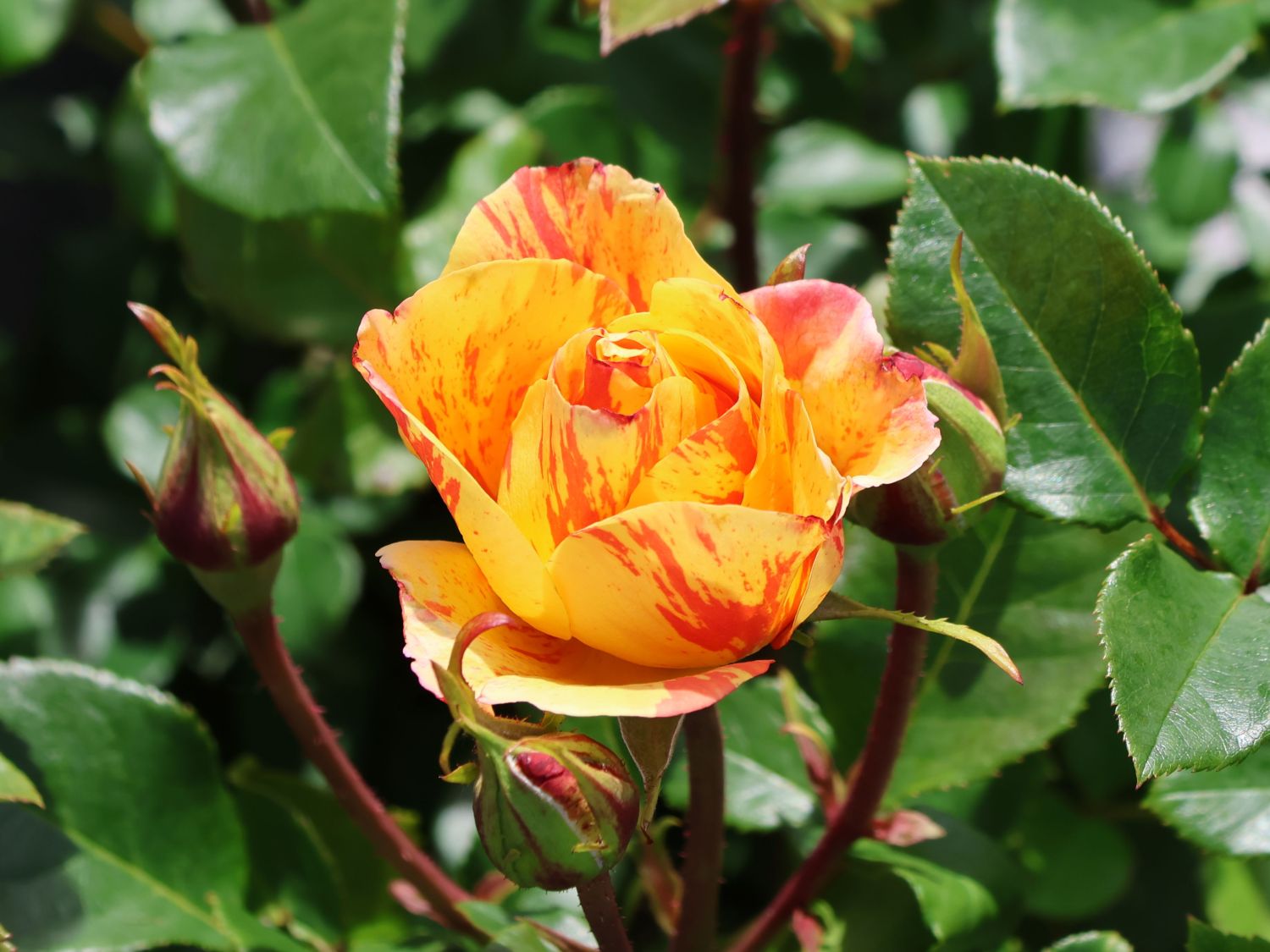 Beetrose 'Lollipop' ® - Rosa 'Lollipop' ®