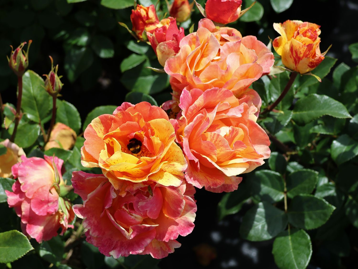 Beetrose 'Lollipop' ® - Rosa 'Lollipop' ®