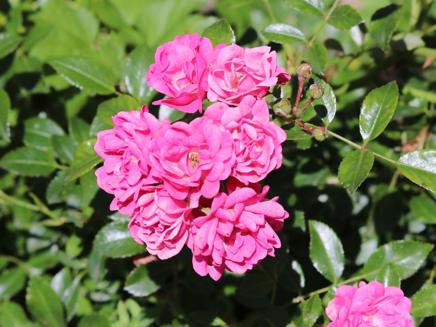 Beetrose 'Lovely Fairy' ®