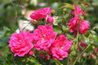 Beetrose 'Lovely Fairy' ® - Rosa 'Lovely Fairy' ®