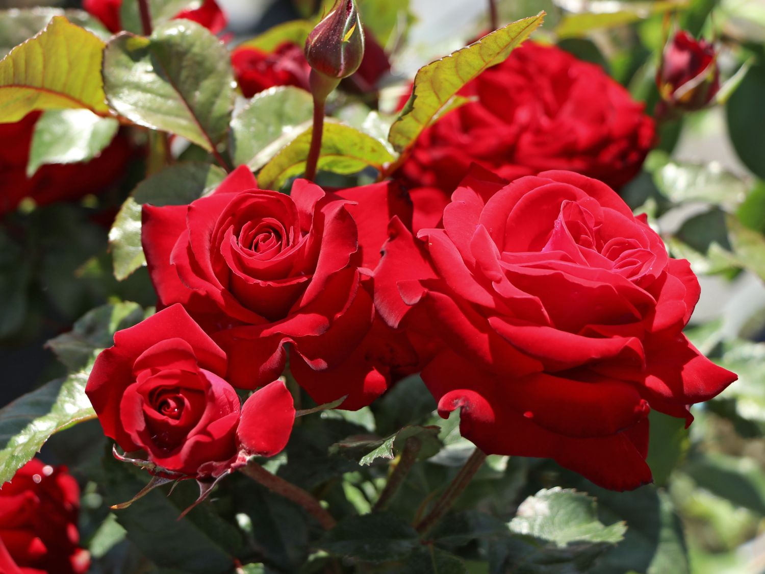 Beetrose 'Lübecker Rotspon ®'