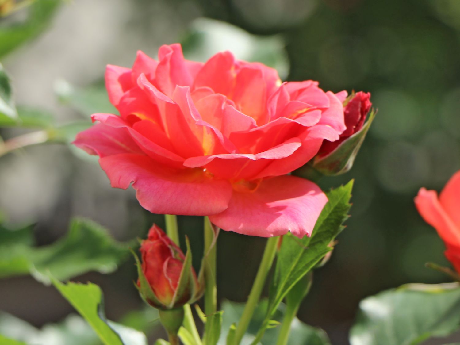 Zwergrose 'Mandarin 2016' ® - Rosa 'Mandarin 2016' ®