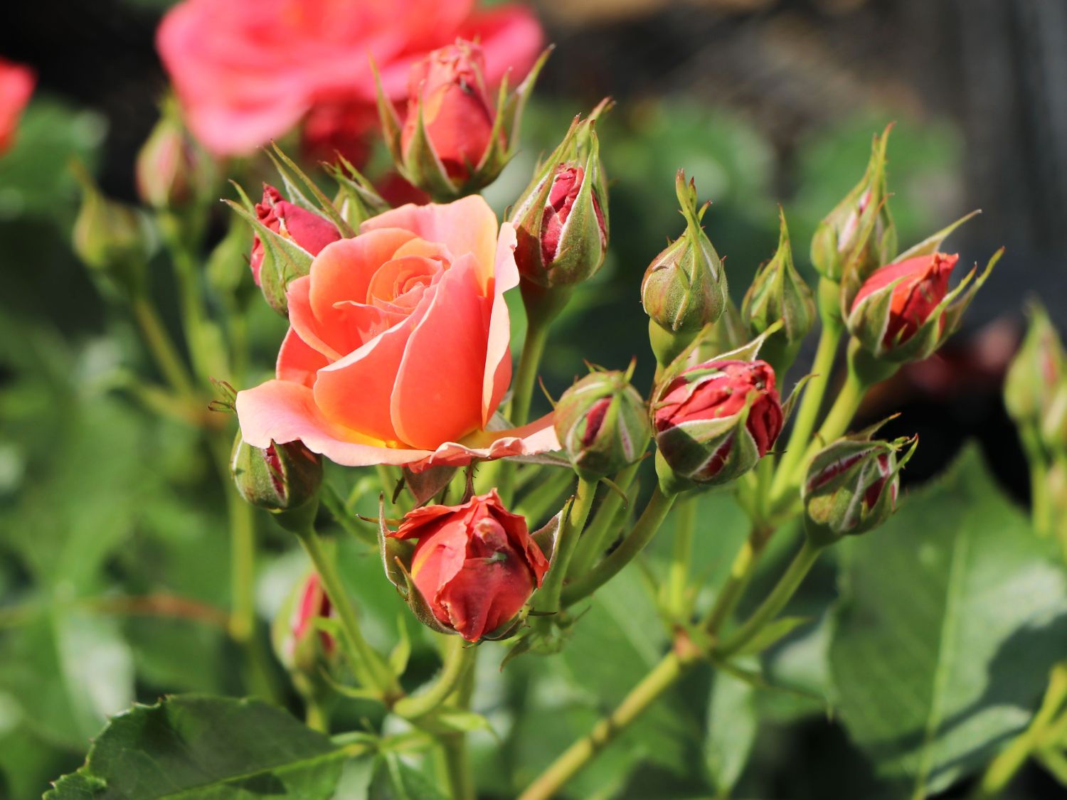 Zwergrose 'Mandarin 2016' ® - Rosa 'Mandarin 2016' ®
