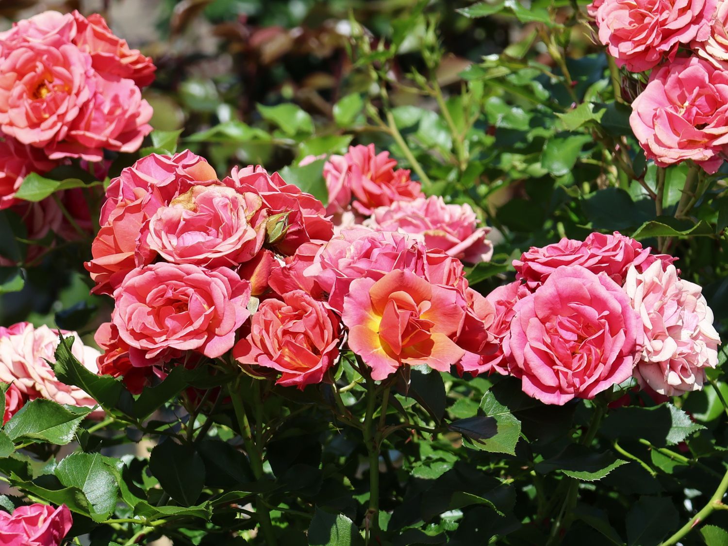 Zwergrose 'Mandarin 2016' ® - Rosa 'Mandarin 2016' ®