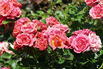 Zwergrose 'Mandarin 2016' ® - Rosa 'Mandarin 2016' ®