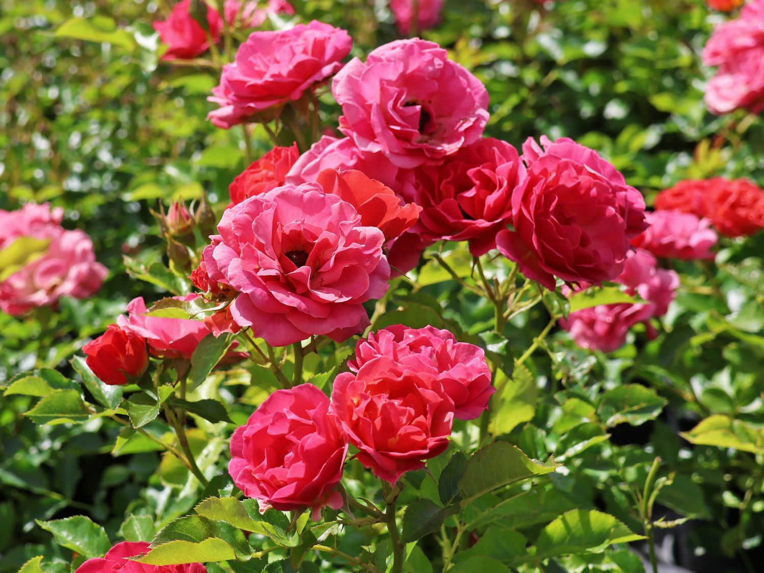 Zwergrose 'Mandarin 2016' ® - Rosa 'Mandarin 2016' ®